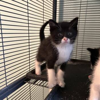 Cameo -  Domestic Medium Hair Cat for Adoption in Ferndale, Michigan - Cameo | PetCurious
