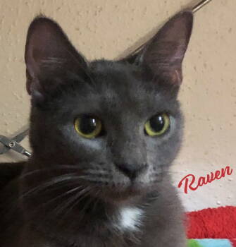 Rescue Russian Blue and Domestic Short Hair Cats for Adoption in Houston, Texas - Raven #bonded-to-Willow | PetCurious