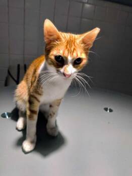 Domestic Short Hair Cats Available for Adoption - Rey | PetCurious