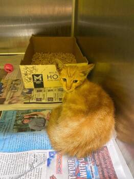 Papaya -  Domestic Short Hair Cat for Adoption in Jackson, Tennessee - Papaya | PetCurious