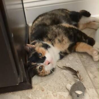 Cordelia -  Domestic Short Hair Cat Available for Adoption in Durham, North Carolina - Cordelia | PetCurious