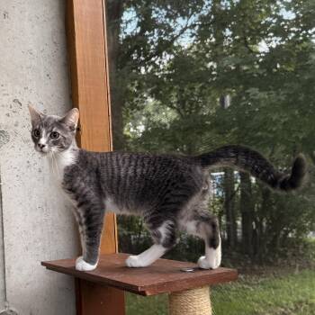 Smokey -  Domestic Short Hair Cat for Adoption in Schenectady, New York - Smokey | PetCurious