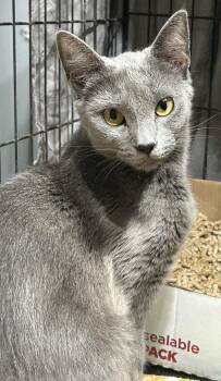 Rescue Domestic Short Hair Cats for Adoption in Westfield, Massachusetts - Zara | PetCurious