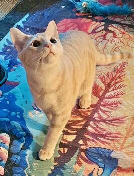 Domestic Short Hair Cats Available for Adoption in Seven Valleys, Pennsylvania - Darmani | PetCurious