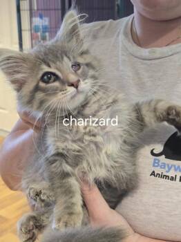 Charizard -  Domestic Long Hair Cat for Adoption in Cambridge, Maryland - Charizard | PetCurious
