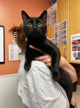 Skully -  Domestic Short Hair Cat for Adoption in Logan, Utah - Skully | PetCurious