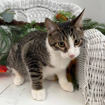 San Benito 56455 -  Domestic Short Hair Cat for Adoption in Eaton Rapids, Michigan - San Benito 56455 | PetCurious