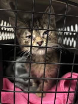 Domestic Short Hair Cats Available for Adoption in Las Vegas, Nevada - FILA | PetCurious