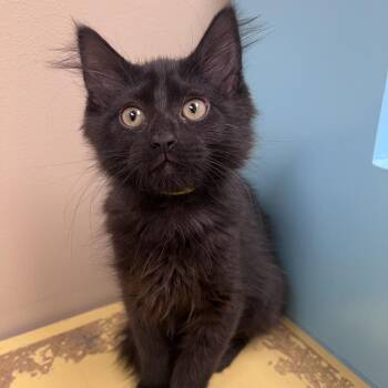 Sergeant Suzy -  Domestic Medium Hair Cat for Adoption in Arlington Heights, Illinois - Sergeant Suzy | PetCurious
