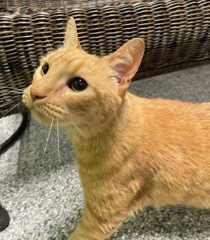 Domestic Short Hair Cats Available for Adoption in Jackson, Michigan - Casserole | PetCurious