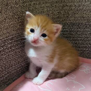 Kathani -  Domestic Long Hair Cat for Adoption in Brighton, Missouri - Kathani | PetCurious