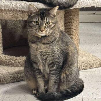 Domestic Short Hair Cats Available for Adoption - Poppy | PetCurious