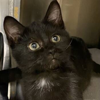 Rescue Domestic Short Hair Cats for Adoption in Troy, Illinois - Meiomi | PetCurious