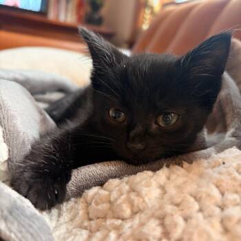 Sophie -  Domestic Short Hair Cat for Adoption in Evanston, Illinois - Sophie | PetCurious