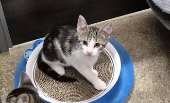 Chewie -  Domestic Short Hair Cat for Adoption in Wantagh, New York - Chewie | PetCurious