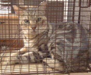 SIMON (BARN CAT) -  Domestic Short Hair Cat for Adoption in Sacramento, California - SIMON (BARN CAT) | PetCurious