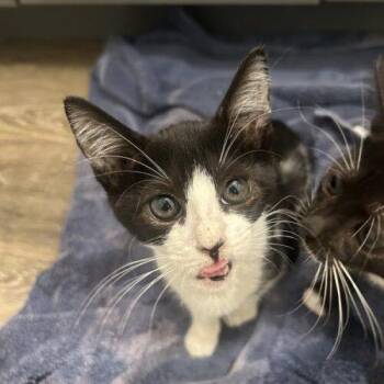Bonita -  Domestic Short Hair Cat for Adoption in Tampa, Florida - Bonita | PetCurious