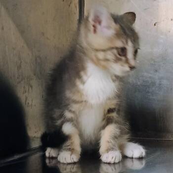 Sunshine -  Domestic Short Hair Cat Available for Adoption in Palestine, Texas - Sunshine | PetCurious