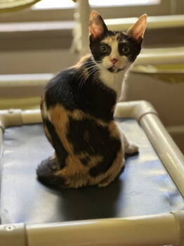 Rescue Domestic Short Hair Cats for Adoption in Newtown Square, Pennsylvania - Kix | PetCurious