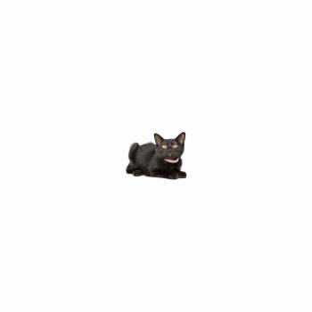 Jess -  Domestic Short Hair Cat for Adoption in Los Angeles, California - Jess | PetCurious