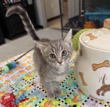 Ludwig -  Domestic Short Hair Cat for Adoption in Midland, Virginia - Ludwig | PetCurious