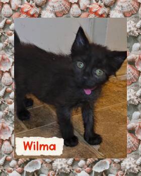 Wilma -  Domestic Short Hair Cat for Adoption in Pasco, Washington - Wilma | PetCurious