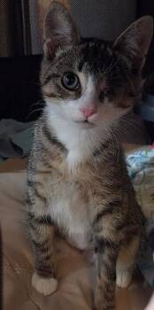 Bonny -  Domestic Short Hair Cat for Adoption - Bonny | PetCurious