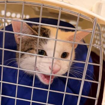 Beanie Boy -  Domestic Short Hair Cat for Adoption in Philadelphia, Pennsylvania - Beanie Boy | PetCurious