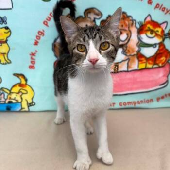 White Claw -  Domestic Short Hair Cat for Adoption in Benld, Illinois - White Claw | PetCurious