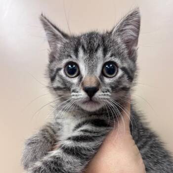 Domestic Short Hair Cats Available for Adoption in Goleta, California - Boo | PetCurious