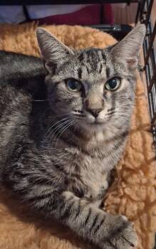 Alicja -  Domestic Short Hair Cat for Adoption in INDN HBR BCH, Florida - Alicja | PetCurious