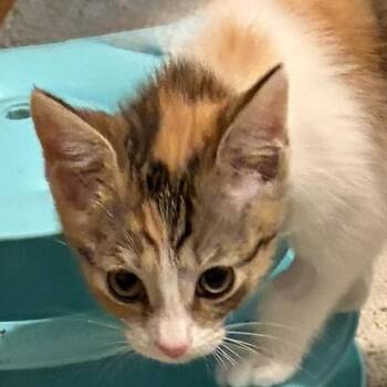 Ziva -  Dilute Calico Cat for Adoption in Houghton Lake, Michigan - Ziva | PetCurious
