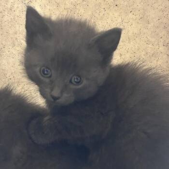Maverick -  Domestic Short Hair Cat for Adoption in Philadelphia, Pennsylvania - Maverick | PetCurious