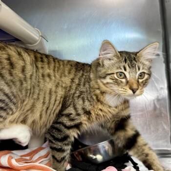 Shrek -  Domestic Medium Hair Cat for Adoption in Austin, Texas - Shrek | PetCurious