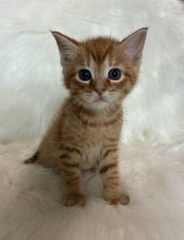 Domestic Short Hair Cats Available for Adoption in Columbia, Maryland - Onyx | PetCurious