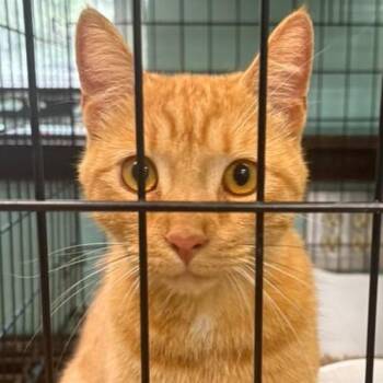 Carrot -  Domestic Short Hair Cat for Adoption in Gadsden, Alabama - Carrot | PetCurious