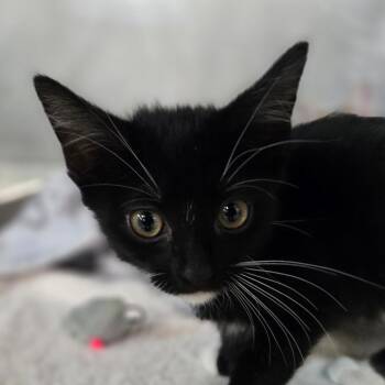 Stapler -  Domestic Short Hair Cat for Adoption in San Jacinto, California - Stapler | PetCurious