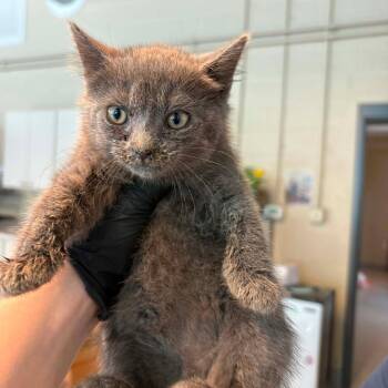 Pioneer -  Domestic Short Hair Cat for Adoption in Huntington, West Virginia - Pioneer | PetCurious