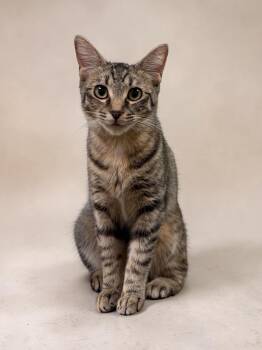 Lonnie -  Domestic Short Hair Cat for Adoption in Austin, Texas - Lonnie | PetCurious