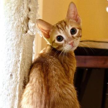Scrappy -  Domestic Short Hair Cat for Adoption in Huntsville, Alabama - Scrappy | PetCurious