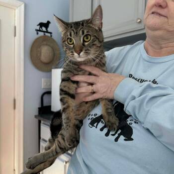 Domestic Short Hair Cats Available for Adoption - Little Man | PetCurious