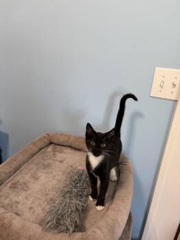 Pippi JN -  Domestic Short Hair Cat for Adoption in Greenville, South Carolina - Pippi JN | PetCurious