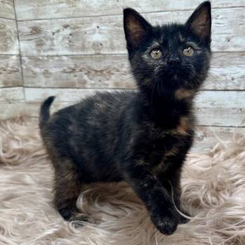 Alicent -  Domestic Short Hair Cat for Adoption in Lexington, Kentucky - Alicent | PetCurious