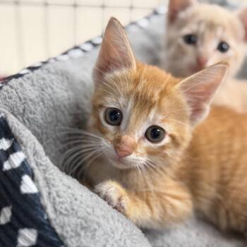Domestic Short Hair Cats Available for Adoption in Redwood Falls, Minnesota - Cheddar | PetCurious