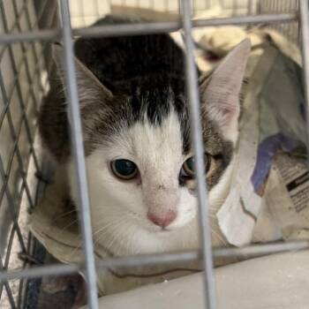 sterling -  Domestic Short Hair Cat for Adoption in Montgomery, Alabama - Sterling | PetCurious