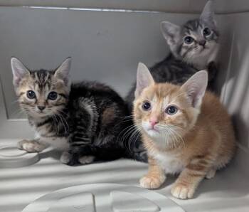Celeste -  Domestic Short Hair Cat for Adoption in Evansville, Indiana - Celeste | PetCurious