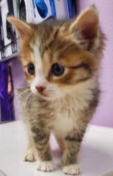 Tarot -  Domestic Short Hair Cat for Adoption in El Paso, Texas - Tarot | PetCurious