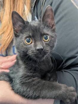 Rescue Domestic Short Hair Cats for Adoption in Canfield, Ohio - JOEY | PetCurious