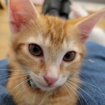 Sunny D -  Domestic Short Hair Cat Available for Adoption in Elk Grove, California - Sunny D | PetCurious
