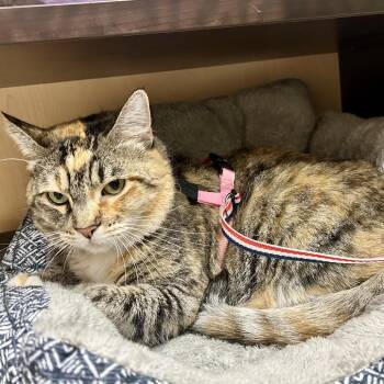 Lil Girl -  Domestic Medium Hair Cat for Adoption in Las Vegas, Nevada - Lil Girl | PetCurious